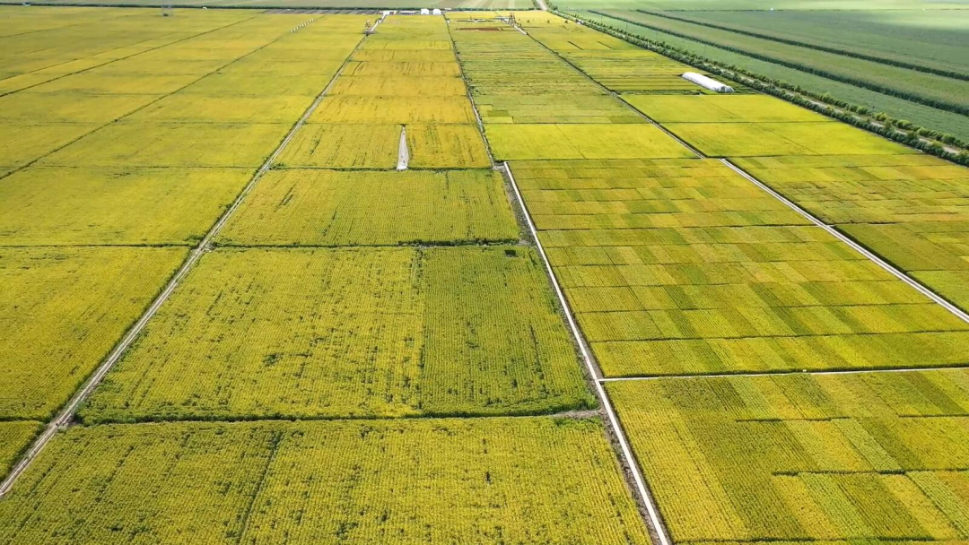 智能碾米机稻谷供应种植基地