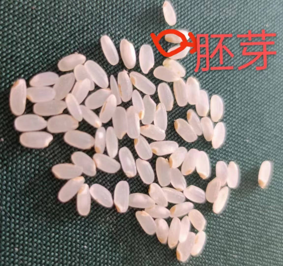 东吉良米仓智能碾米机现碾胚芽米