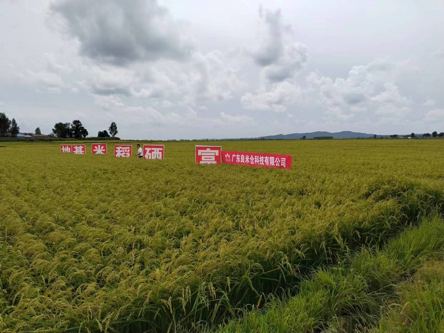 东吉良米仓智能碾米机谷源种植基地